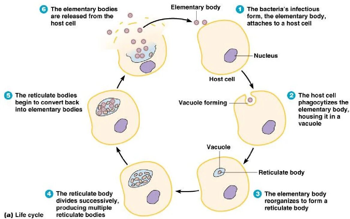 Chlamydia trachomatis mycoplasma genitalium. Жизненный цикл микоплазмы. Жизненный цикл уреаплазмы. Уреаплазма жизненный цикл. Mycoplasma genitalium жизненный цикл.