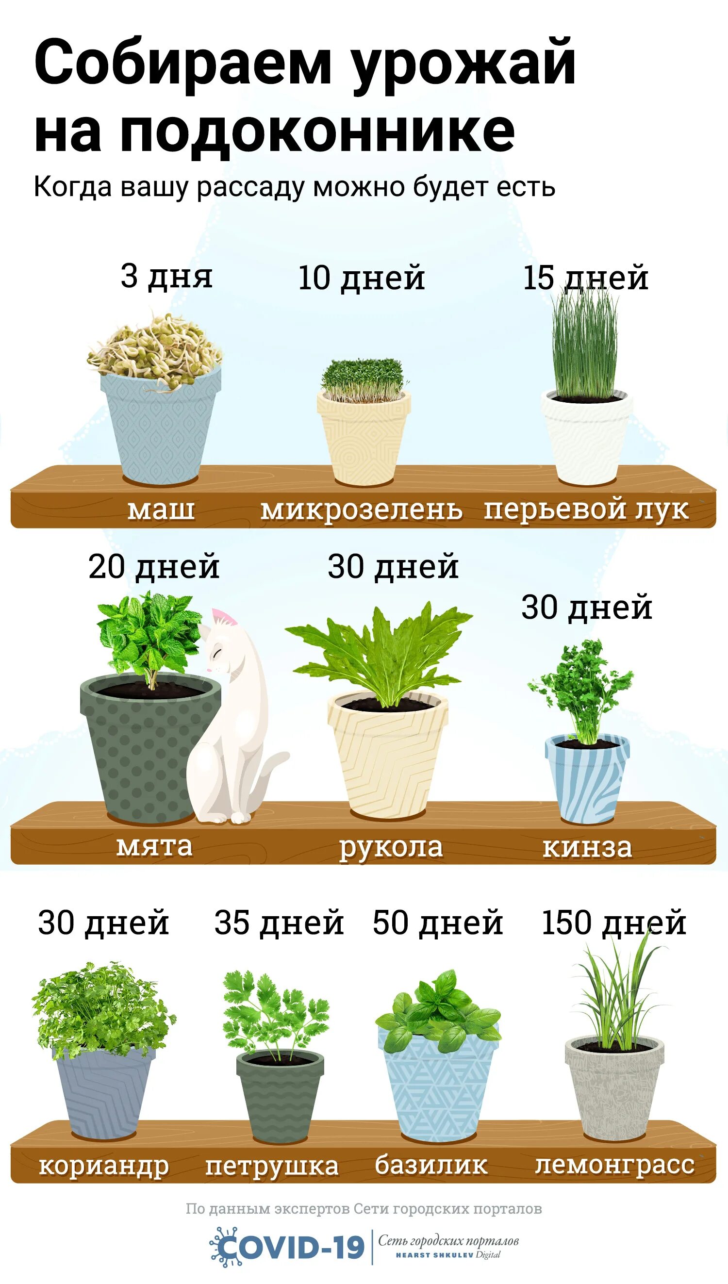 Сколько можно расти. Что можно вырастить дома. Какие растения можно вырастить в домашних условиях. Какие растения можно выращивать дома. Какое растение можно вырастить дома.