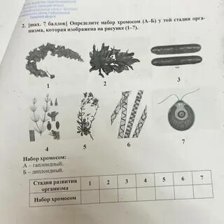 Коробочка на ножке хромосомный набор
