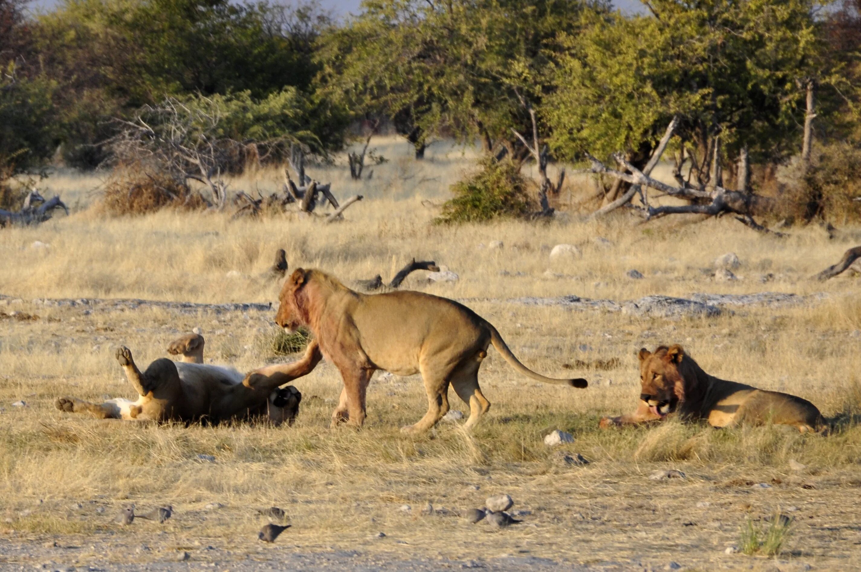 Хищники дикой африки видео. Дикая природа Африки Саванна. Намибия Саванна. Африка Саванна дикий мир. ЮАР сафари.
