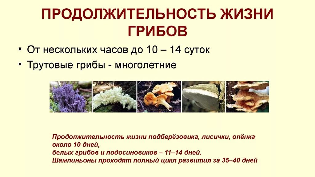 Срок жизни подосиновика составляет