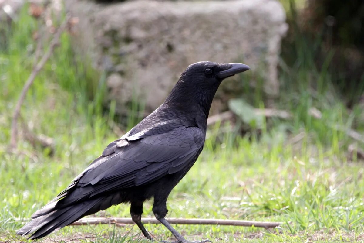 Чем ворона похожа на стол. Corvus Corax tibetanus. Ворон в Казахстане. Вороньи подвид. Черный ворон из Казахстана.