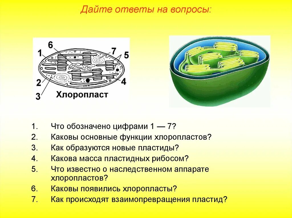 Строение хлоропласта 6 класс. Хлоропласты растительной клетки строение и функции. Органоиды клетки хлоропласты. Строение хлоропласта 5 класс. Клетки содержат пластиды растения или бактерии