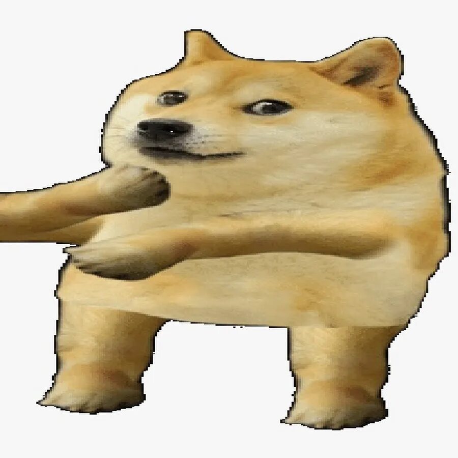 Мем собака гиф. Собака wtf. Мем собака гиф. Танцующая сиба ину. Упоротая собака мем.