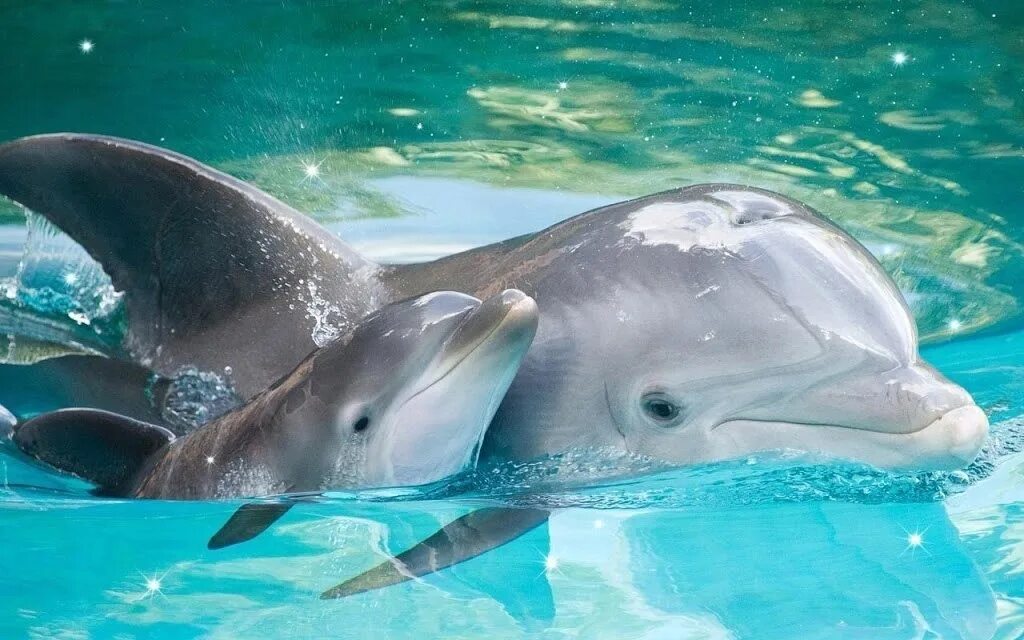 Дельфины фото. Обои дельфины. Дельфин заставка на рабочий стол. Скинали дельфины. Дельфиненок песня слушать