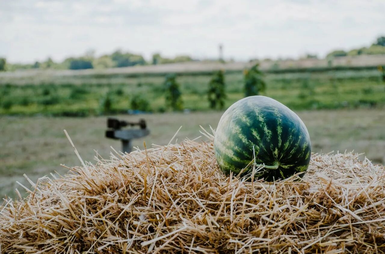 Бахча 3. Бахча 3. Бахча арбузная молодые. Бахча тамань. Арбузная бахча курск.