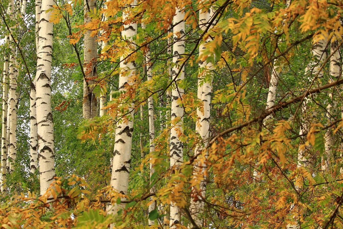 осень березы. осыпался березы. повреждения ствола дерева. березовая роща осень. брянск река березка.