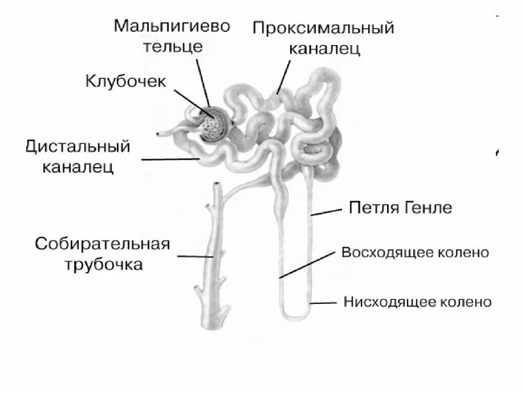 Капиллярный клубочек почечная лоханка почечный каналец. Строение почки каналец нефрона. Строение почечного нефрона его отделы. Строение нефрона почки анатомия. Схема строения нефрона почки.