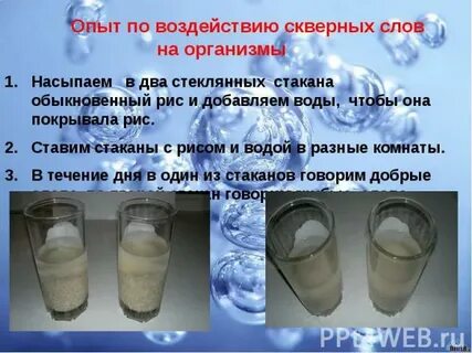 Эксперимент с рисом