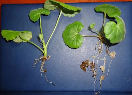 стеблевые черенки герань. пеларгония герань с корнем. герань корни в воде. срез черенков герани. герань лимонная росток.