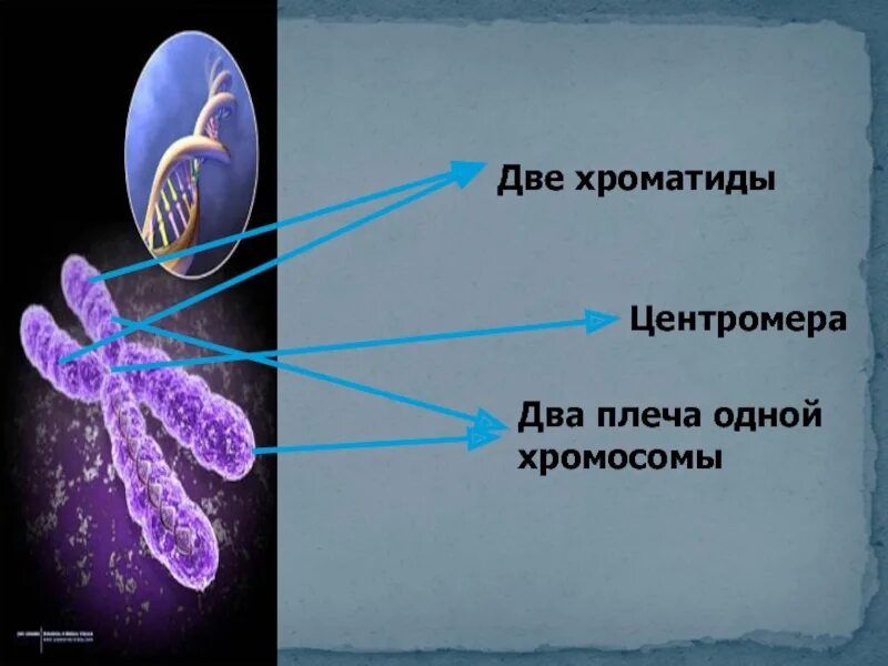 Какую роль выполняет центромера при митозе. Центромеры хромосом. хроматида. две хроматиды. центромера это в биологии.