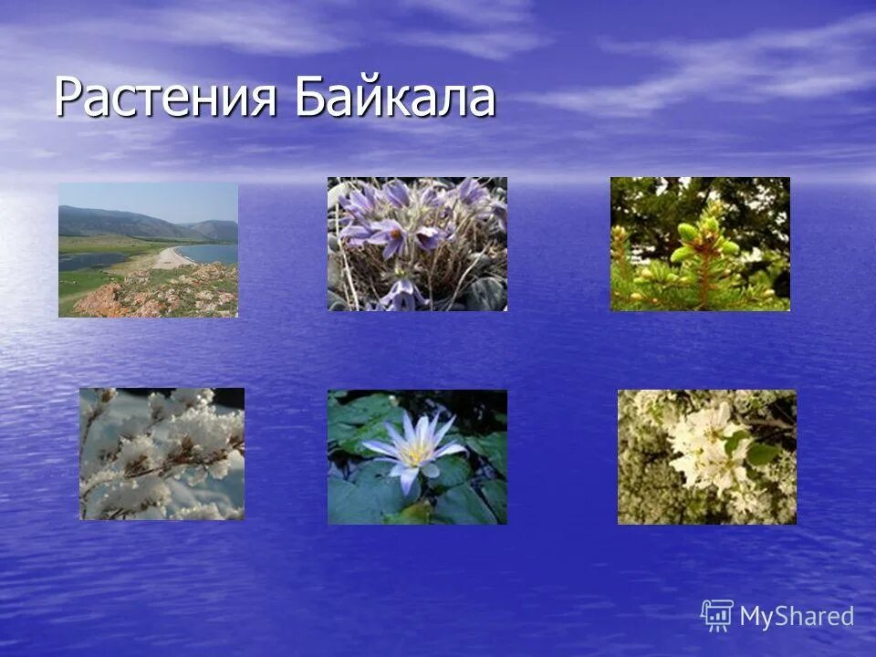 Растения прибайкалья картинки. Озеро байкал растения. Растительный мир прибайкалья подготовительная группа. Растительный мир прибайкалья старшая группа. Растения прибайкалья для детей.
