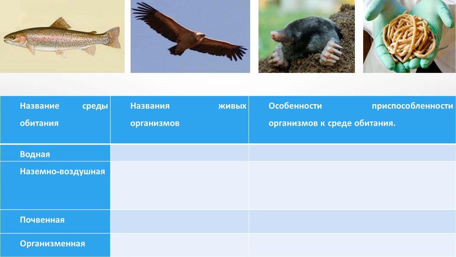 Название живых организмов. Название среды обитания. Приспособление организмов к среде обитания. Приспособленность организмов к месту обитания проект.