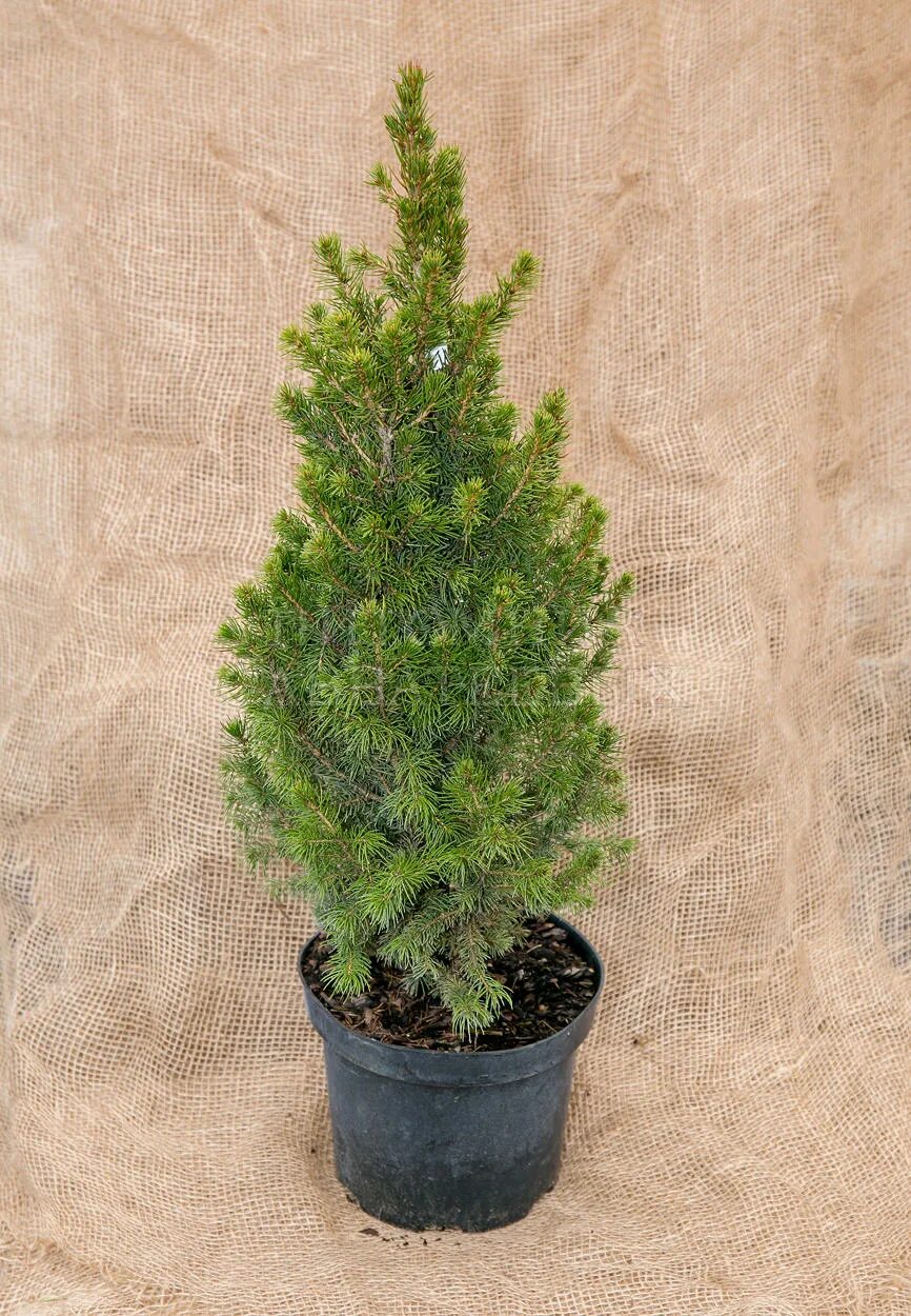 Ель Глаука Коника. Gl. Conica ель. Picea glauca conica b nl - 903042282. Ель канадская/сизая (Picea glauca conica) c3 40-50.