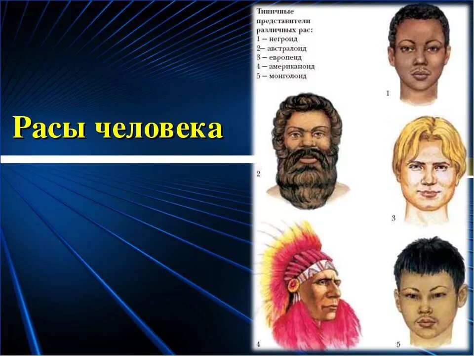 Сколько человеческих рас. Человеческие расы. 4 Расы людей. 4 Основные расы людей. Современные расы.