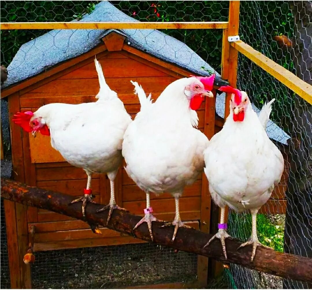 хайсекс уайт. несушка бройлер русская белая. куры несушки белые леггорн. кура несушка белая. куры несушки леггорн.