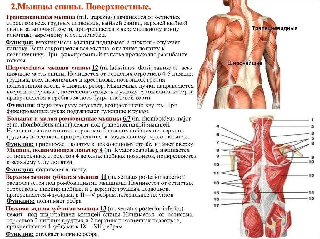 Назовите функции мышц. Мышцы спины строение и функции анатомия. Мышцы спины места прикрепления функции.