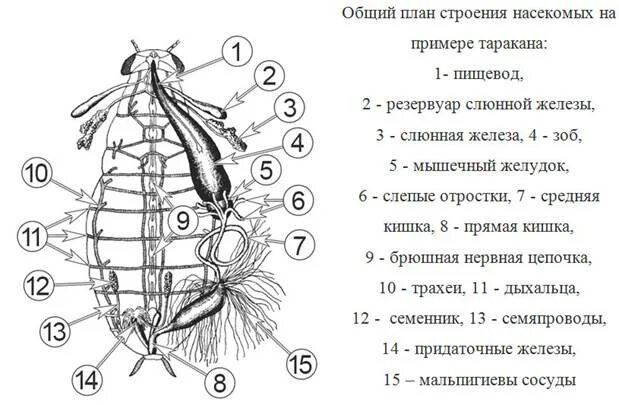 Внутреннее строение насекомых таракан. Строение черного таракана схема. Внутреннее строение насекомых 7. Внутреннее строение черного таракана. Насекомое работающее на компетентные органы