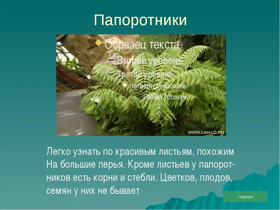 Два папоротника