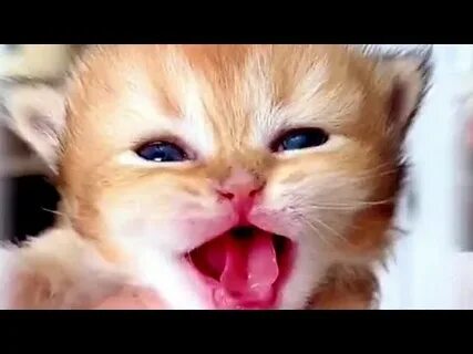 Звук котят мяуканье слушать для кошки живой