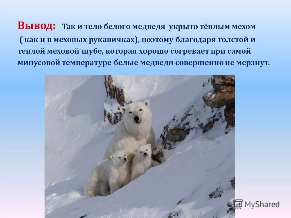 почему белым медведям не холодно. почему медведь в арктике белый. белый медведь мерзнет. как защищается белый медведь. почему белым медведям не холодно.