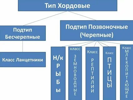 Хордово черепные