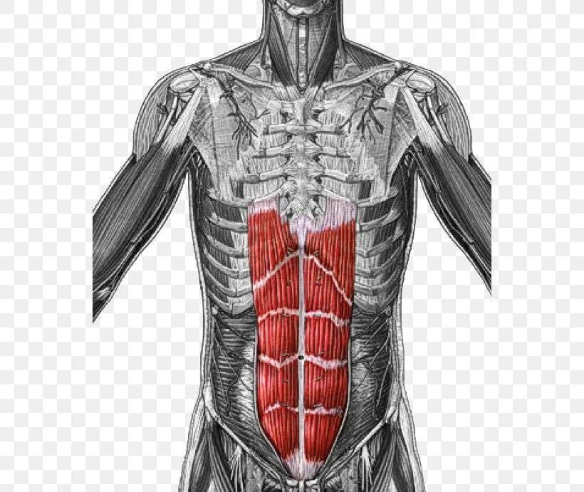 Rectus abdominis мышца. Анатомия прямой мышцы живота. Transverse abdominis muscle. Прямая мышца живота m. rectus abdominis.