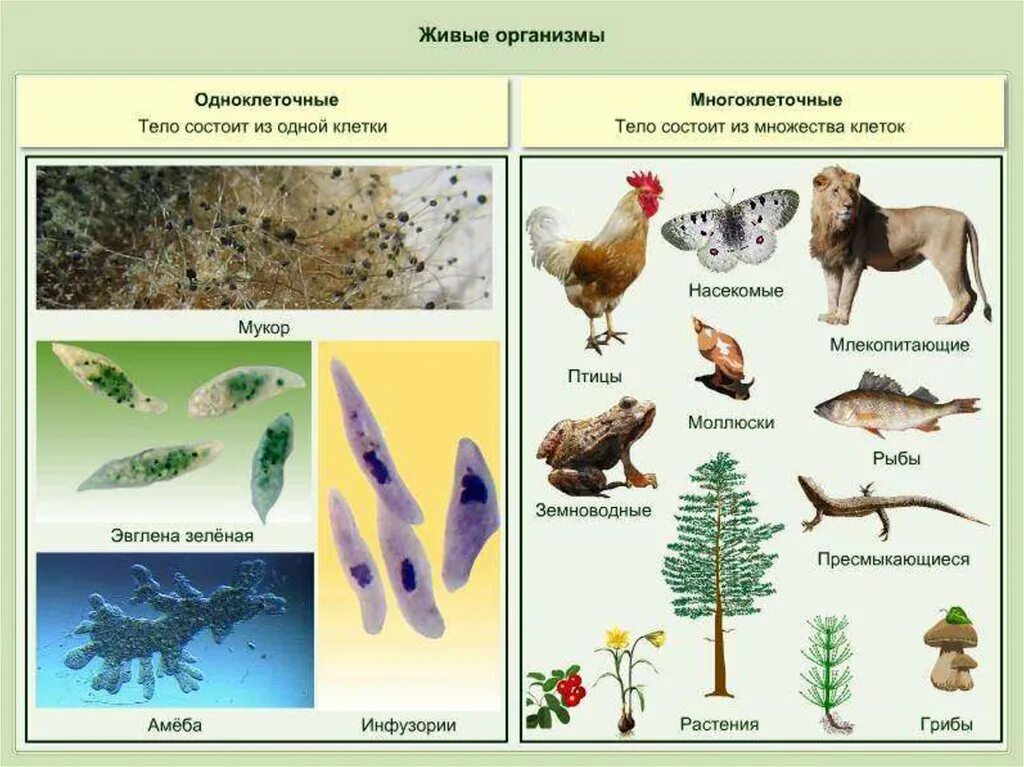 Организмы состоят из множества. Живые организмы. Примеры живых организмов. Что такое живой организм 5 класс биология. Разнообразные живые организмы.