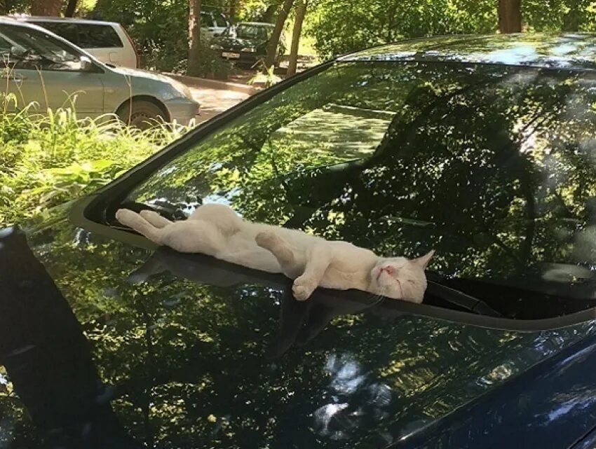 Кот на капоте. Коты на капоте. Кошка на капоте машины. Кот в машине.