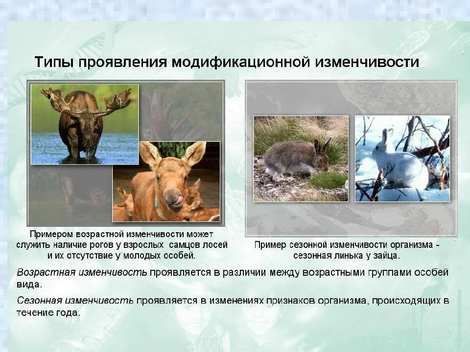 Какую изменчивость он наблюдал в ходе эксперимента. Модификационная изменчивость модификационная изменчивость. модификационнаяная изменчивость примеры. пример модификационноцизменчивости. римеры модификационной измечивости..