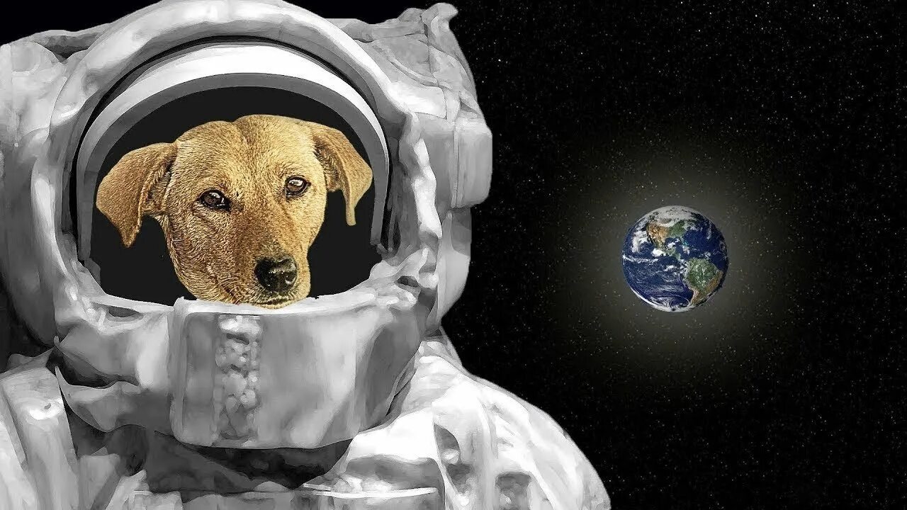 Какие собаки были в космосе первыми. Животные в космосе. Собаки в космосе. Собаки побывавшие в космосе. Первые собаки в космосе.