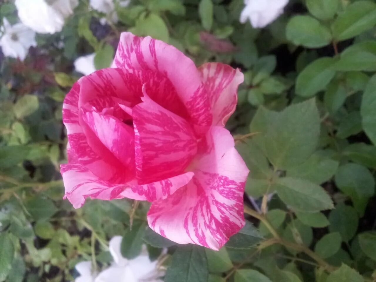 сорт розы пинк интуишн. пинк интуишн (pink intuition). пинк интуишн. сорт розы пинк интуишн. пинк интуишн.