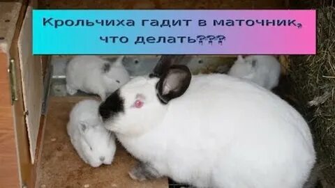 Крольчиха рвет