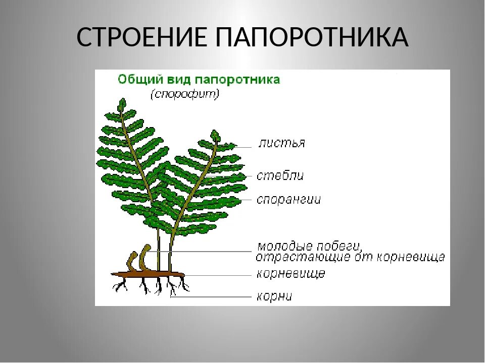 Какие особенности строения и физиологии папоротникообразных