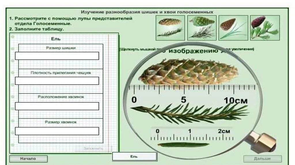 Строение хвои голосеменных растений. Внешнее строение голосеменных растений биология 7. Голосеменные растения моего края таблица 5 класс Сивоглазов. Строение голосеменных 7 класс. Лабораторная работа изучение искусственных сообществ