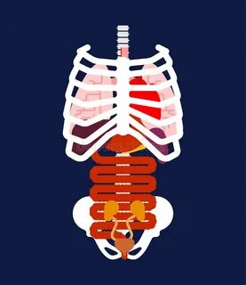 Body of rib