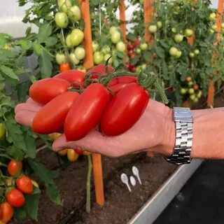 Характеристики сорта томата джекпот