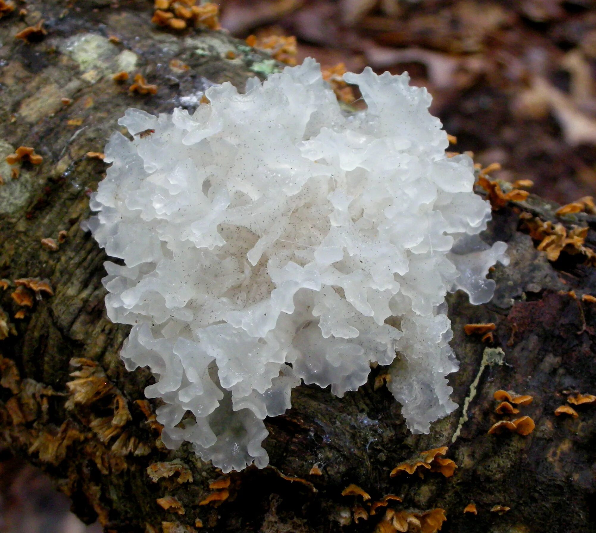 Где находится морской гриб. Tremella. Грибы ледяной гриб тремелла. Тремелла фукусовидная. Морской гриб Геншин.