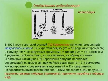 Бесплодные гибриды