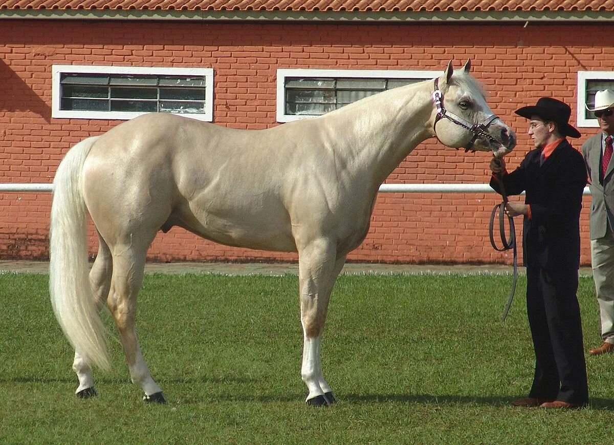 Wiki horses. Пегий Кватерхорс. Булонская порода лошадей. Кватерхорс порода лошадей. Американский Кватерхорс лошадь.