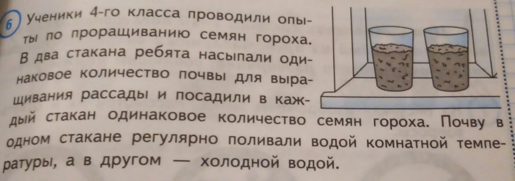 Ученики проводили опыты по проращиванию семян тыквы. Как влияет полив на прорастание семян. Как температура воды для полива влияет на скорость прорастания семян. Как температура влияет на прорастание семян гороха. Ученики проводили опыты по проращиванию семян гороха.