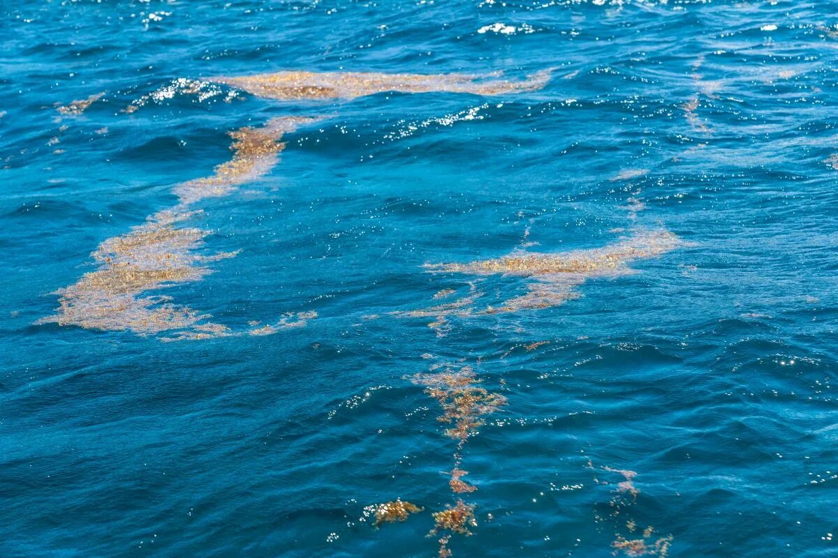 Саргассово какой океан. Саргассы в Саргассовом море. Саргассово море водоросли. Саргассово море моря. Саргассум в море.