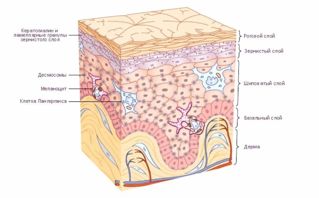 Строение кожи эпидермис дерма. Кератинизация кожи гистология. Строение кожи роговой слой эпидермис дерма. Строение кожи человека рисунок дерма эпидермис. Кожа внешний вид