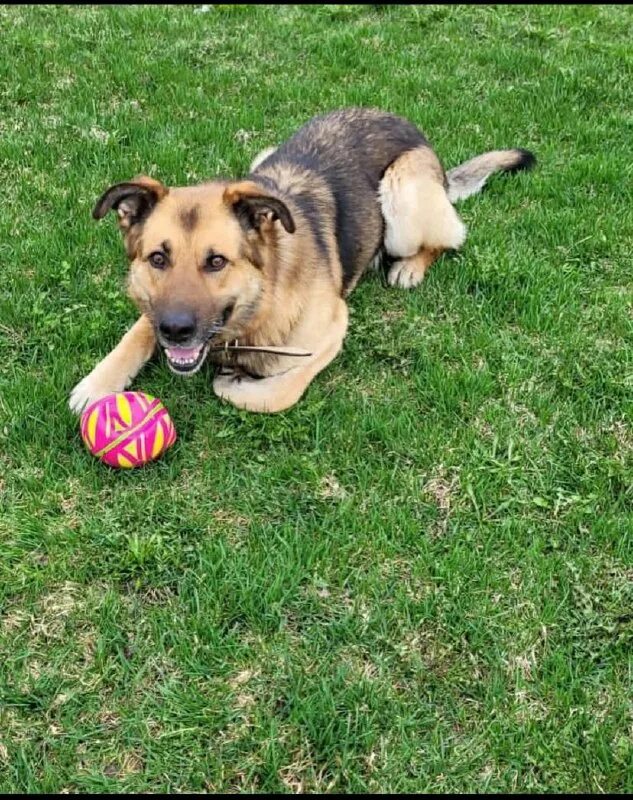 собака марьино