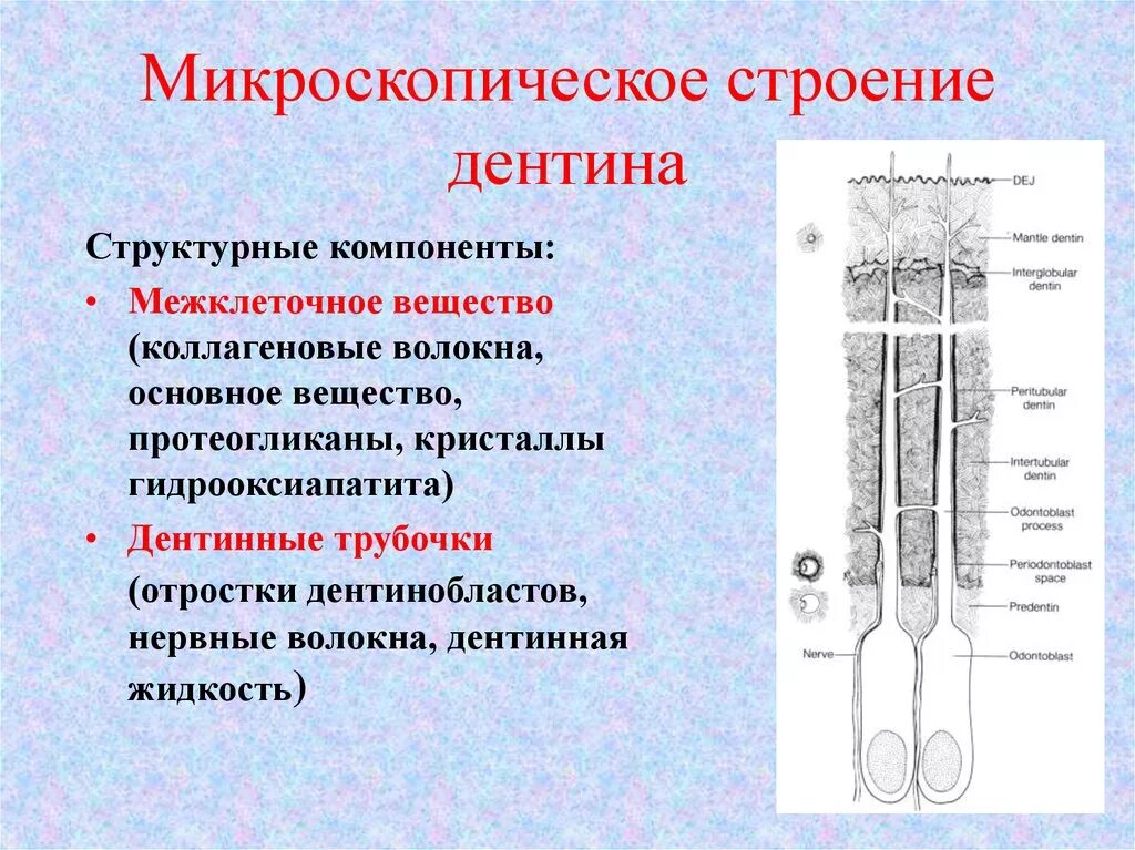 Особенность строения дентина какую функцию он выполняет. Строение дентина зуба гистология. дентин коллагеновые волокна строение. строение дентина гистология. строение и функции дентина зуба.