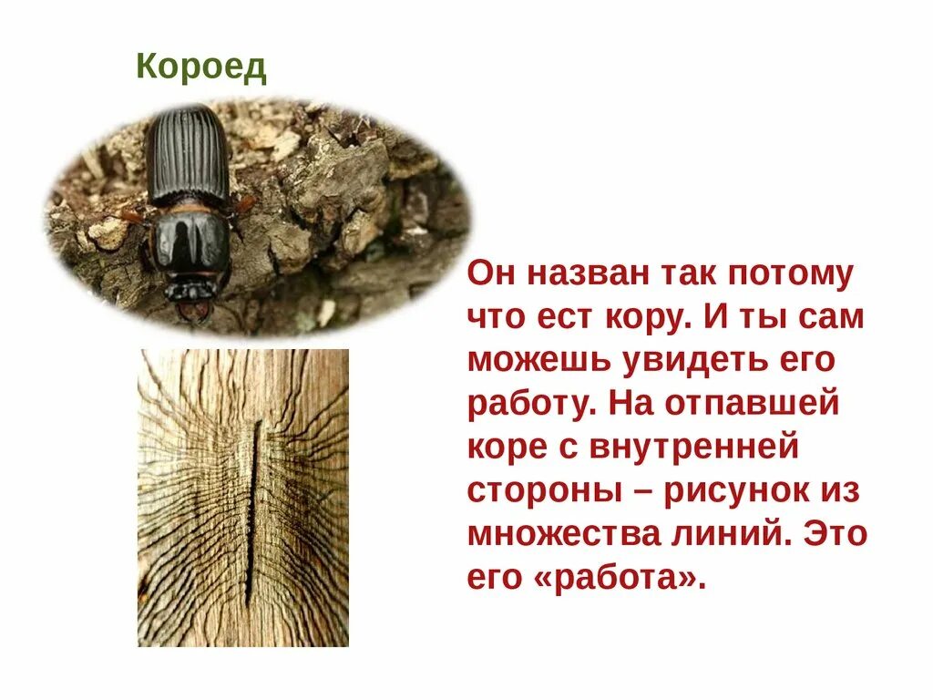 вредители леса доклад. заболонник (короед) непарный западный. типограф 2. жук усач древоточец. короед типограф личинка.