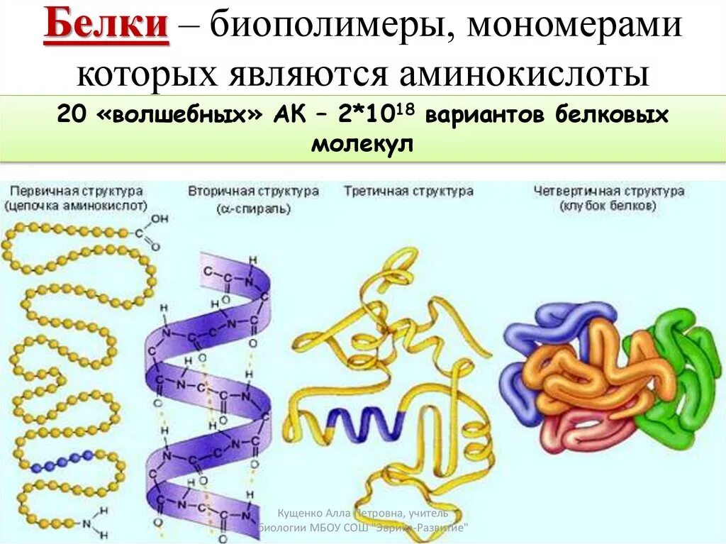 Укажите мономеры белков. Третичная структура белка биополимер. Строение мономера белковой структуры.. Биополимеры белки строение функции. Строение белков функции белков.