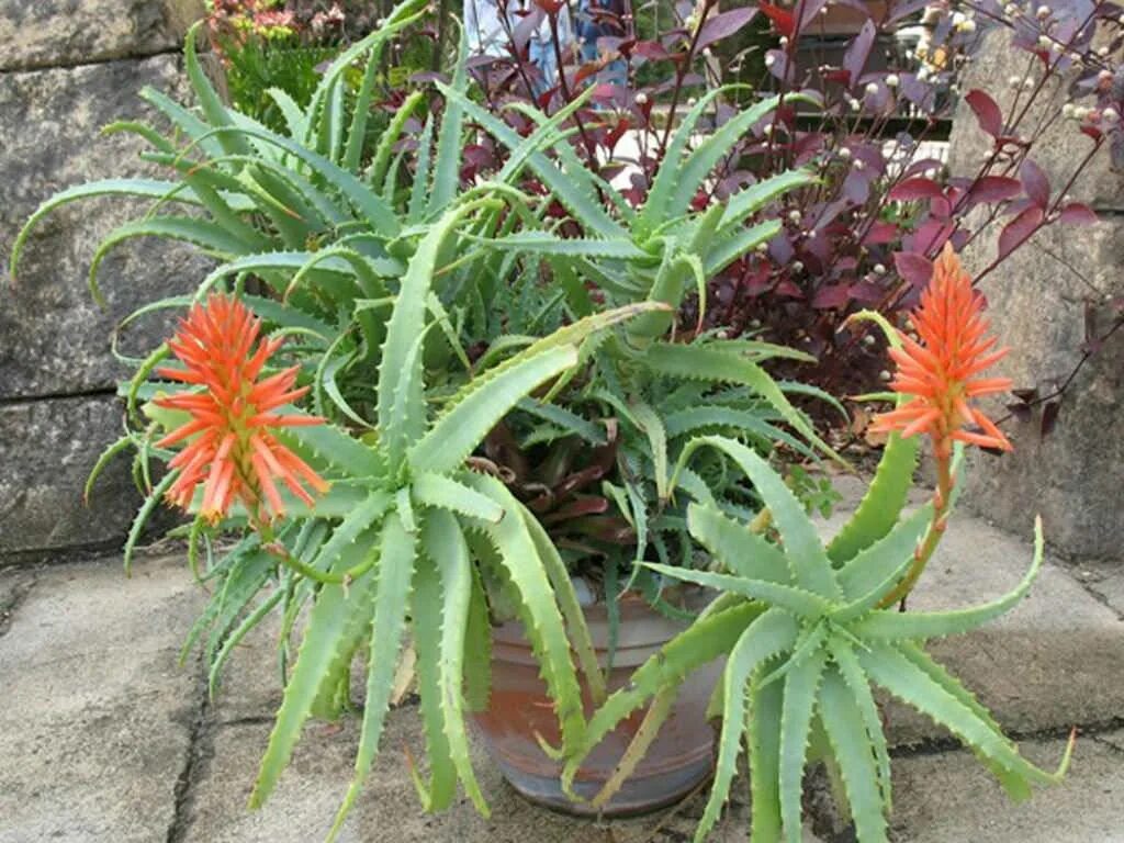 Алоэ древовидное столетник. Алоэ древовидное (Aloe arborescens). Алоэ древовидное столетник цветение. Цветущий столетник