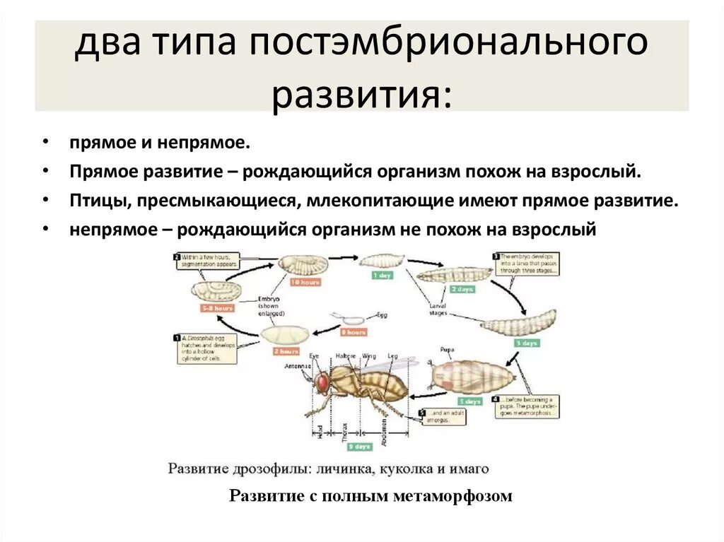 Постэмбриональное развитие организмов. Типы постэмбрионального развития. Два типа постэмбрионального развития.