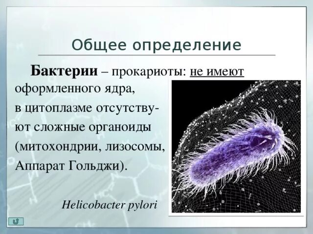 Определение понятия бактерии. Бактерии определение биология. Бактерии определение 5 класс. Бациллы это определение.